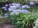 Agapanthe, Tub�reuse bleue, Lis du nil, Agapanthus