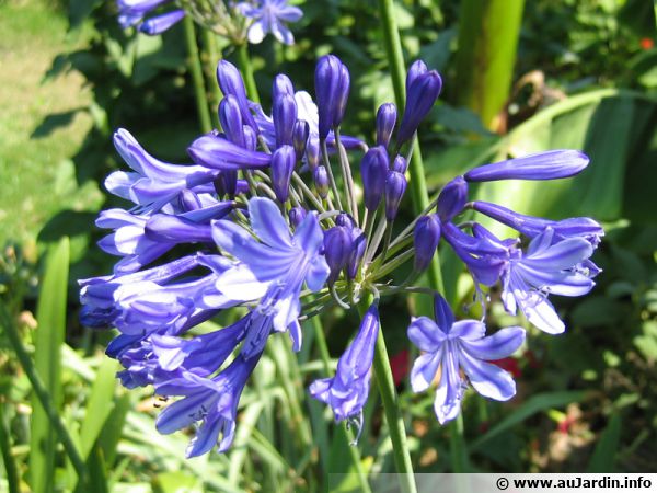 Agapanthe, Tubéreuse bleue, Lis du nil, Agapanthus : planter, cultiver,  multiplier