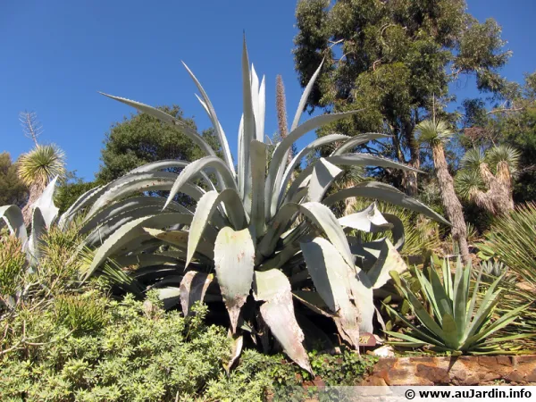 Agave americain, Agave americana