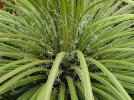 Agave  fleurs gmines, Agave geminiflora