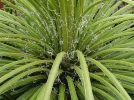 Agave � fleurs g�min�es, Agave geminiflora