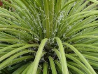 Agave  fleurs gmines, Agave geminiflora