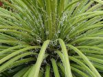 Agave à fleurs géminées, Agave geminiflora Agave à fleurs géminées, Agave geminiflora