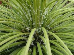 Agave � fleurs g�min�es, Agave geminiflora