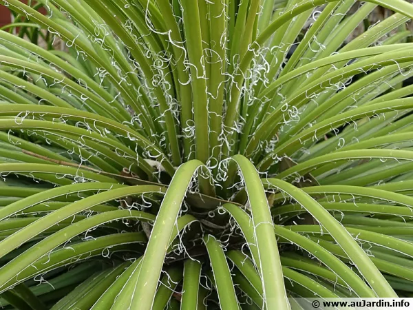 Agave à fleurs géminées, Agave geminiflora