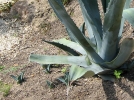 Comment multiplier les agaves?