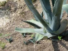 Comment multiplier les agaves�?