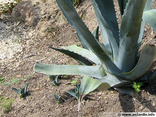 Plusieurs rejets d'un agave américain font leur apparition dans le sol autour de la plante-mère