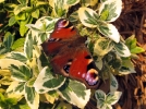 Le papillon