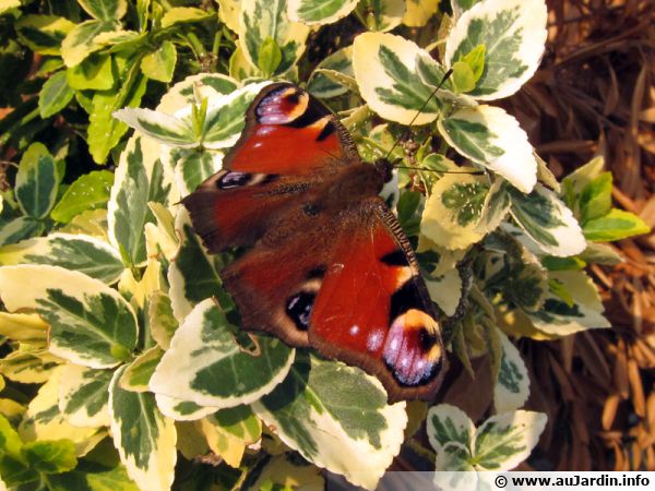 Paon du jour (Aglais io)