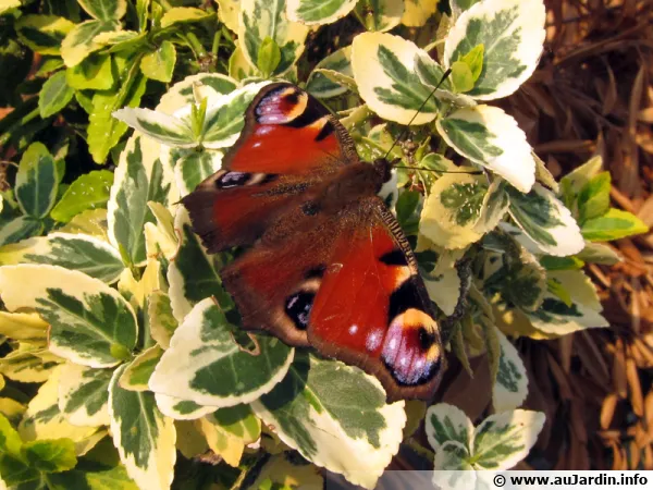 Paon du jour (Aglais io)
