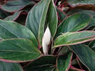 Aglaonma, Aglaonema