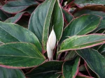 Aglaonema