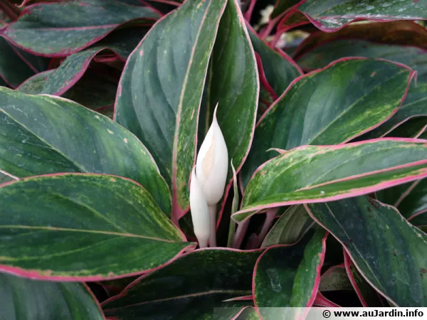Aglaonema