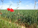 L'agriculture biologique