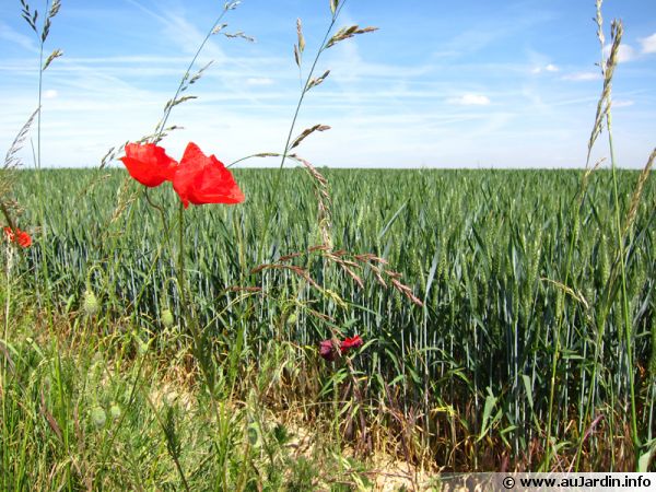 L'agriculture biologique