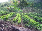 L'agroforesterie