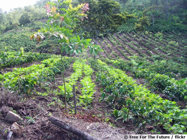 L'agroforesterie au Honduras
