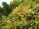 Utilisation des huiles essentielles au jardin