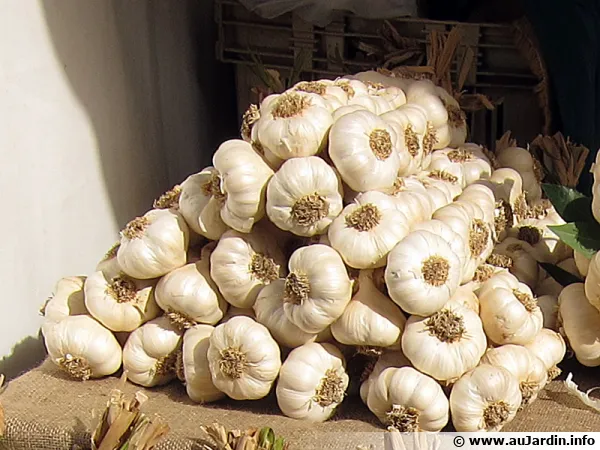 De l'ail frais en vente sur un marché