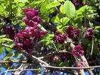 Akebia quinata
