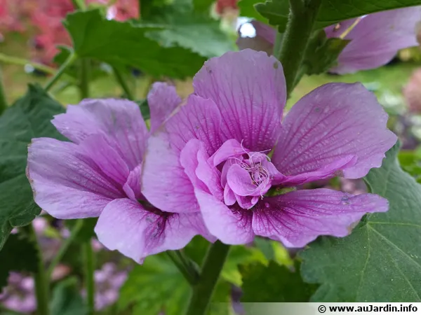 X Alcalthaea suffrutescens 'Parkrondell', une rose trémière arbustive