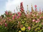 Rose trmire, Rose  btons, Alcea rosea