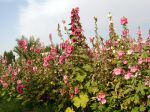 Roses trémières
