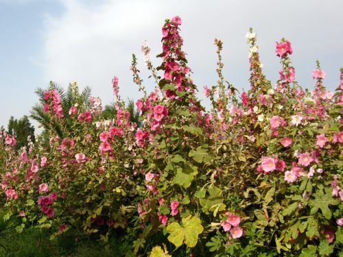 Rose trémière, Rose à bâtons, Alcea rosea : planter, cultiver, multiplier