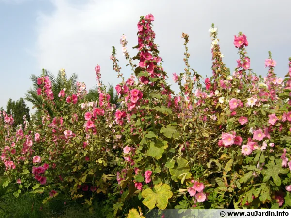 Rose trmire