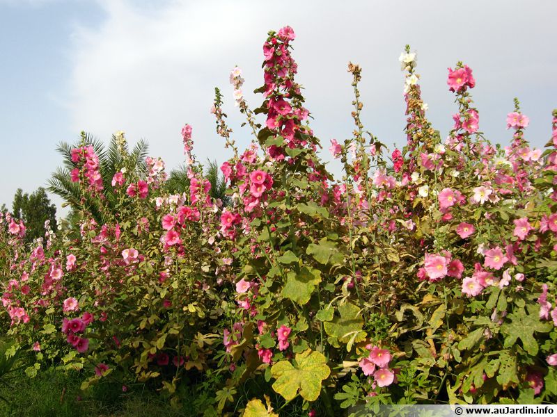 15 Graines De Rose Trémière 'Summer Carnival' - Alcea Rosea, Fleurs Multicolores, Hauteur 1.80m | Jardin Cottage