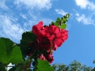Les plantes  hampes florales
