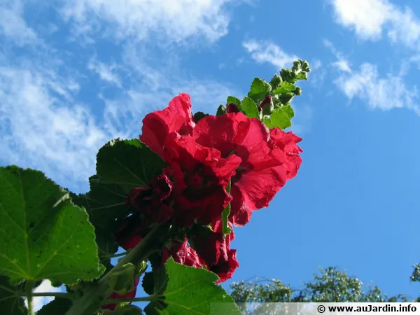 Hampe florale d'une rose trémière