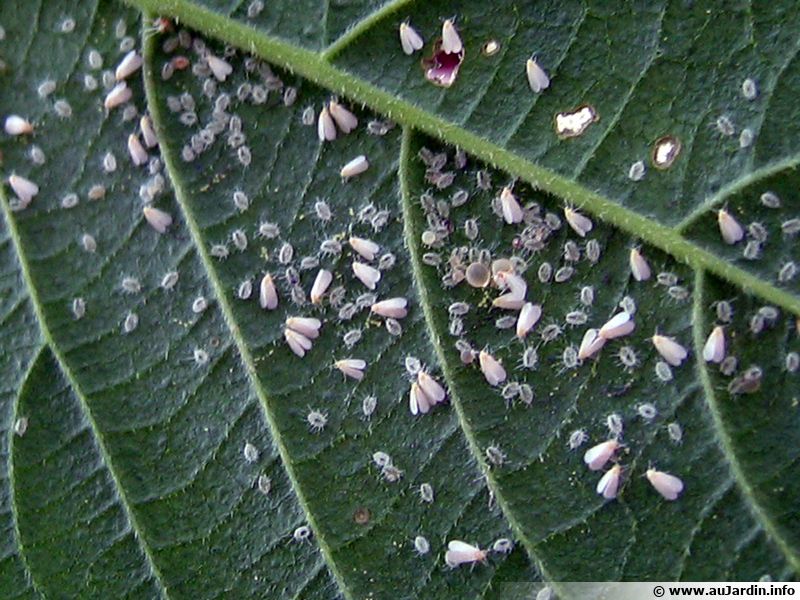 Aleurode, mouche blanche traitement et lutte