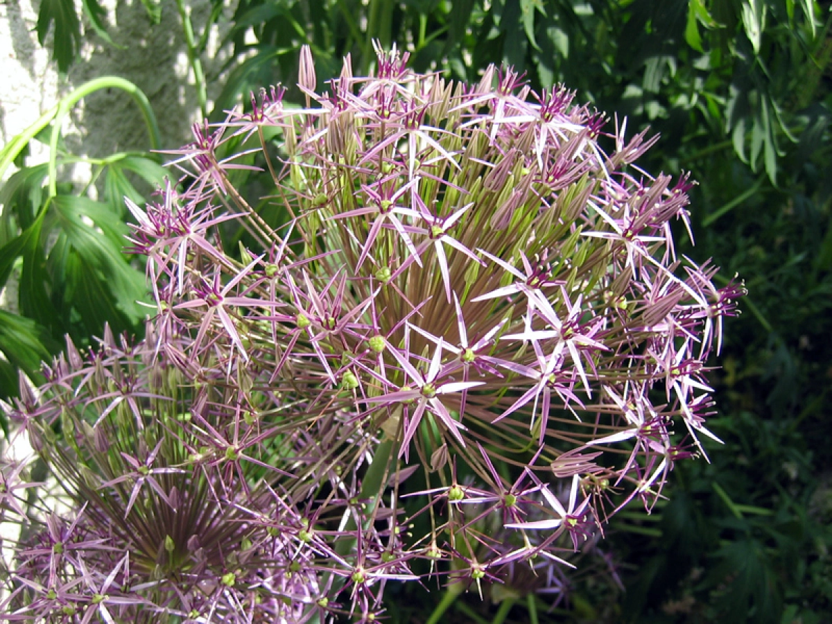 5 Bulbes D'Allium Cristophii - Fleurs Violettes Géantes, Circonférence 12/14 Cm