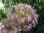 Étoile de perse, Allium christophii Étoile de perse, Allium christophii