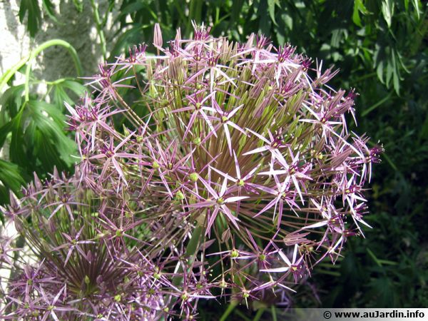 Étoile de perse, Allium christophii : planter, cultiver, multiplier
