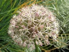 Ail du Turkestan, Ail ornemental  larges feuilles, Allium karataviense