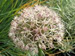 Ail du Turkestan, Ail ornemental à larges feuilles, Allium karataviense Ail du Turkestan, Ail ornemental à larges feuilles, Allium karataviense