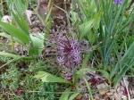 Ail de Schubert, Ail feu d'artifice, Allium schubertii