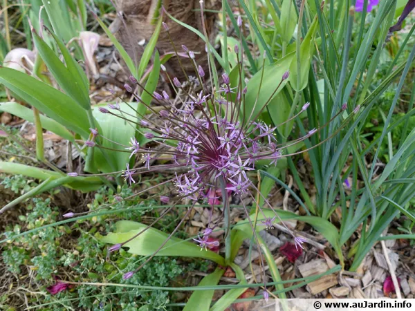 Ail de Schubert, Ail feu d'artifice, Allium schubertii