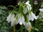 Ail  trois angles, Ail triqutre, Allium triquetrum