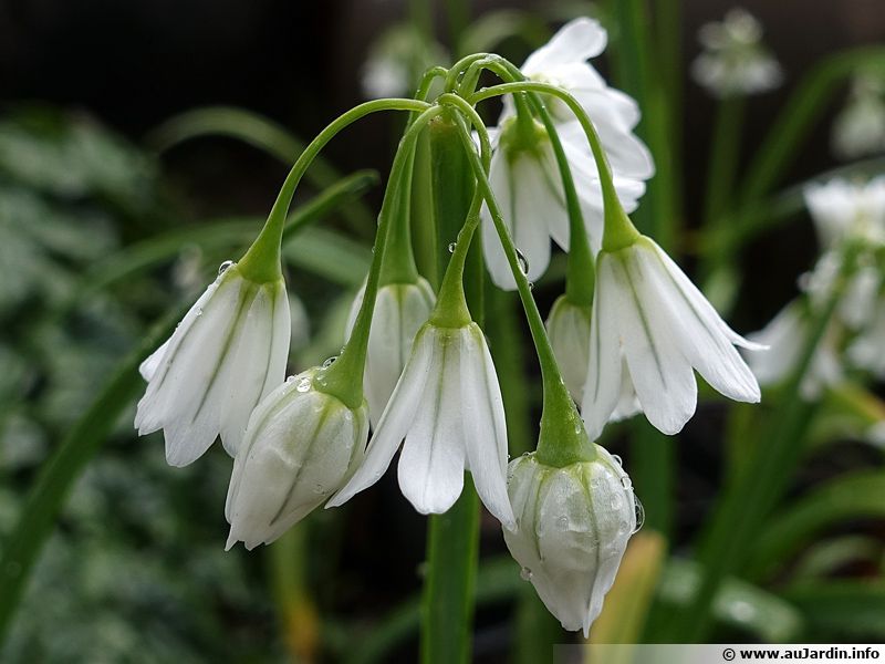 Ail à trois angles, Ail triquètre, Allium triquetrum planter — free download