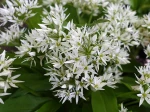 Ail des ours, Ail des bois, Ail � larges feuilles, Allium ursinum