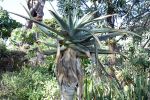 Alo�s en arbre g�ant, Aloe pilansii