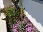 Alo vera, Alos des Barbades, Aloe vera