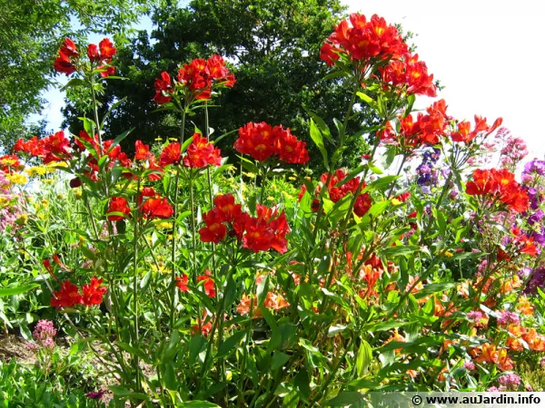 Des alstroemères rouges du plus bel effet dans le massif de fleurs