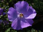 Hibiscus bleu d'Australie, Faux hibiscus, Alyogyne huegelii