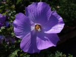 Hibiscus bleu d'Australie, Alyogyne huegelii Hibiscus bleu d'Australie, Alyogyne huegelii