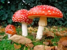 Champignons, les Amanites